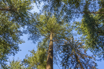 trees in the forest. looking up at the height of the trees	
