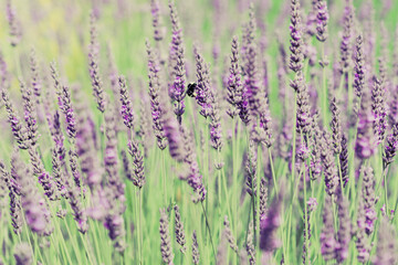 Close-up of a Bee on Purple Lavender Flowers in Sequim, WA
