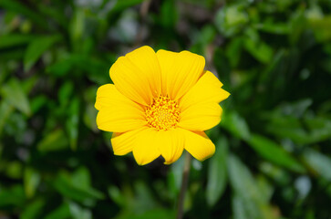 yellow flower close up with green plants in the background
