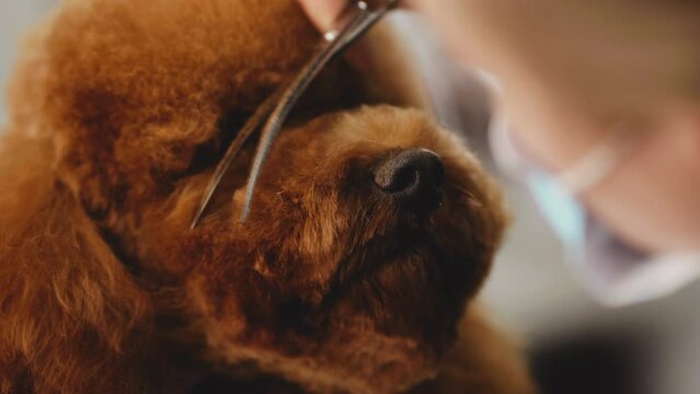 Haircut around the dog's nose. Close-up.