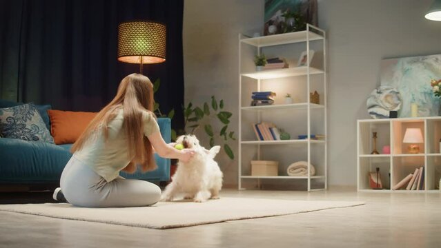Woman playing with dog using ball. West highland white terrier running in living room, obedient Westie puppy training at home, having fun together with pet. Happy domestic animal concept, best friends