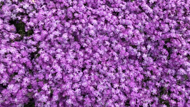 Bl&uuml;ten der Polster Phlox oder der Flammenblume.