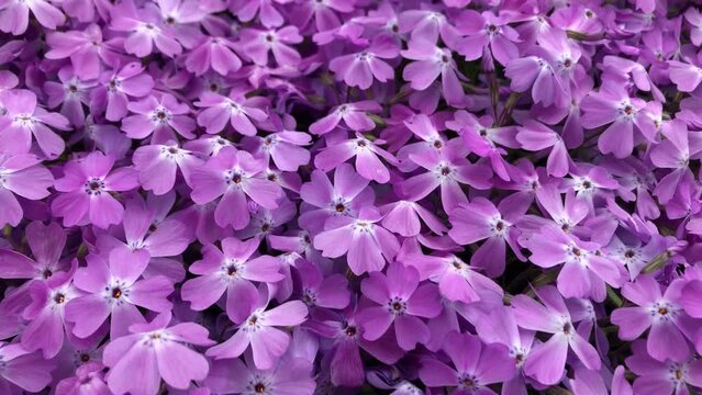 Bl&uuml;ten der Polster Phlox oder der Flammenblume.