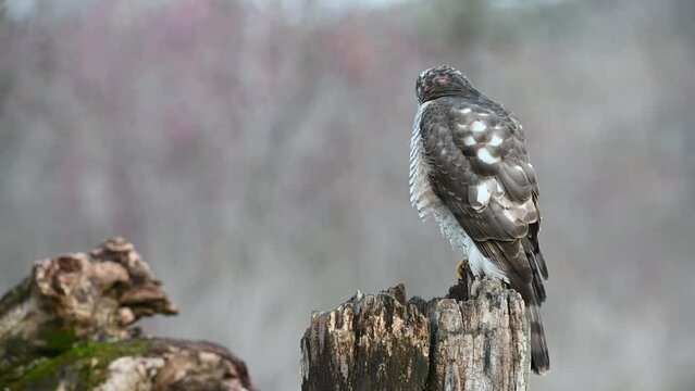 Eurasian sparrowhawk Accipiter nisus. The bird sits on a stick in winter in the forest, on a beautiful background.