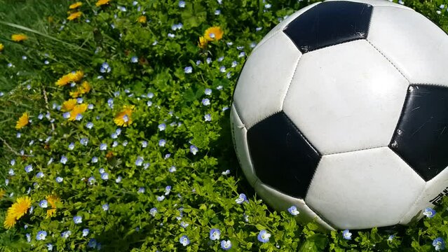 black and white soccer ball in green grass and flowers video footage