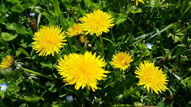prairie plant yellow dandelion with flowers video image