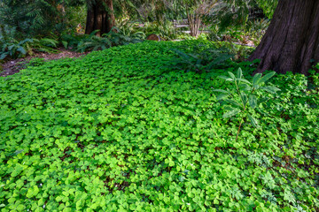 Happy St. Patrick’s Day, field of shamrocks growing in a woodland garden, as a holiday nature background
