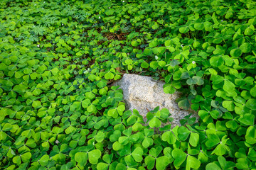 Happy St. Patrick’s Day, field of shamrocks growing in a woodland garden, as a holiday nature background
