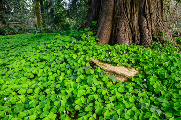 Happy St. Patrick’s Day, field of shamrocks growing in a woodland garden, as a holiday nature background
