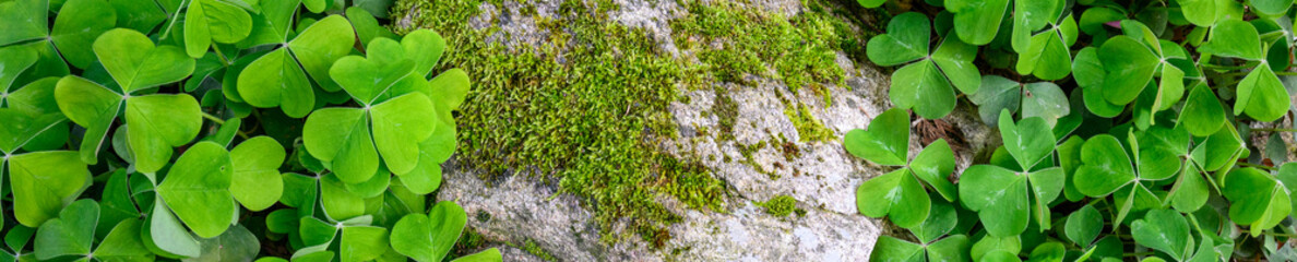 Happy St. Patrick’s Day, field of shamrocks growing in a woodland garden, as a holiday nature background

