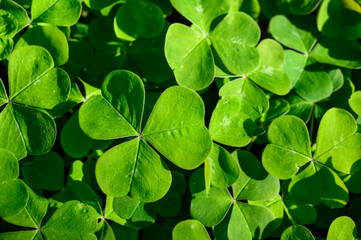 Fototapeta na wymiar Happy St. Patrick’s Day, field of shamrocks growing in a woodland garden, as a holiday nature background 