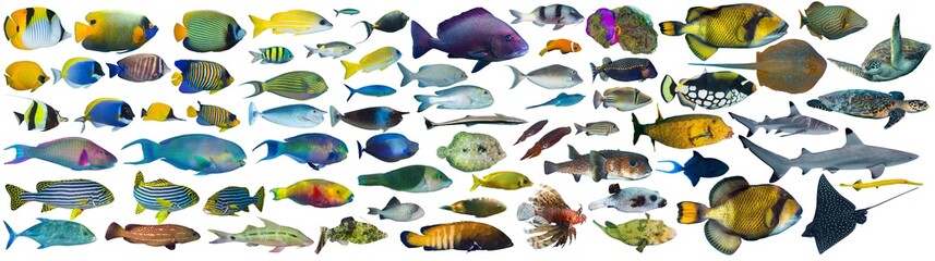huge set collection of colorful tropical fish like coral reef shark sea turtle stingray snapper triggerfish grouper isolated on white background. indian ocean red sea underwater sealife concept