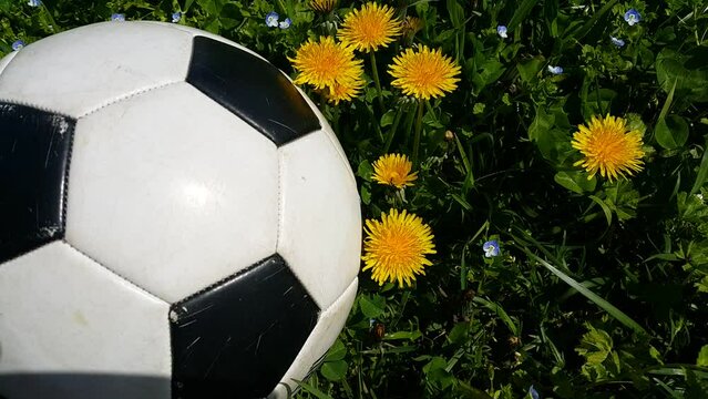 black and white soccer ball in green grass and flowers video footage