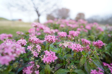 Obraz premium ピンクの花