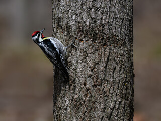 Male  Yellow-bellied Sapsuckers  on tree trunk in spring