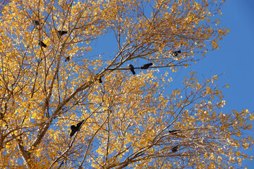 Many black birds sits on the branches of tall autumn tree with yellow leaves against sky background