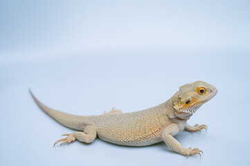 bearded dragon on white background