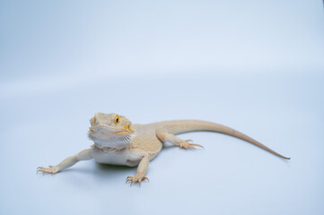 Obraz premium bearded dragon on white background