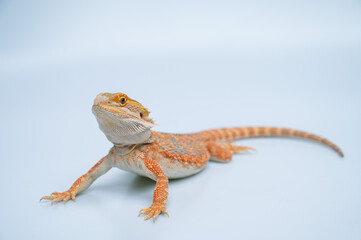 bearded dragon on white background