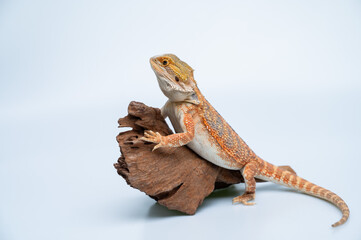 bearded dragon on white background