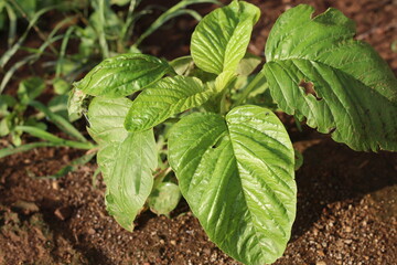 spinach plant in local farmer's garden