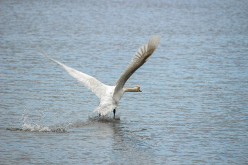 a mute swan that is on a pond begins to take flight