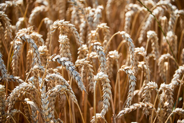 harvest of wheat almost finished