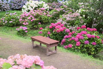 洗川あじさい園	