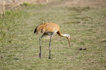 A male sandhill crane forages for food and then flies away