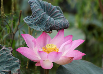 Sen hồng © Trunggom