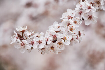 Branch of a cherry tree with cherry blossoms in spring