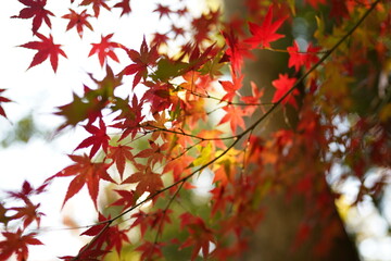 紅葉