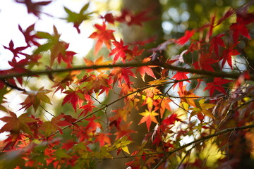 紅葉