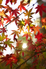 紅葉