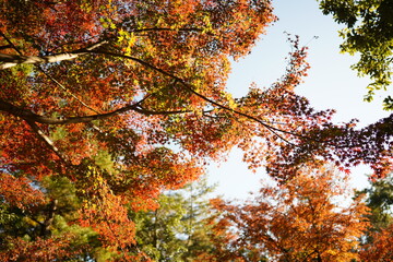 紅葉