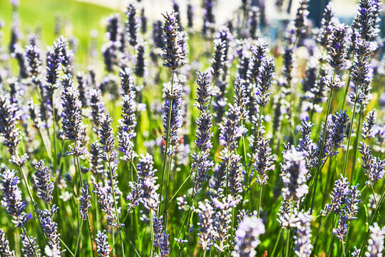 Beautiful lavender plant closeup image