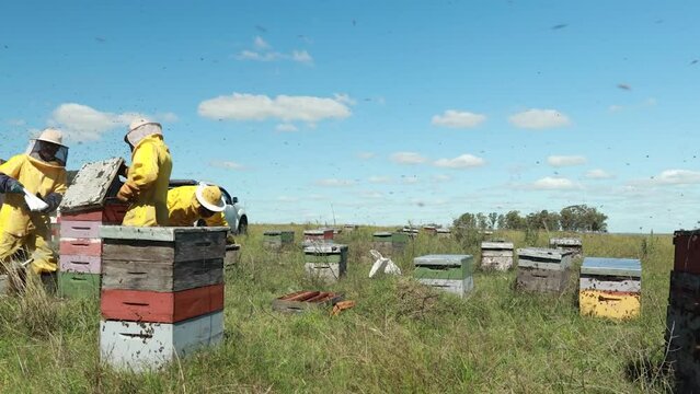 Time Lapse Agricultores cosechando
