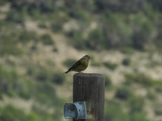 small wild bird of the genus Chloris, commonly called the greenfinch, perched on a wooden post