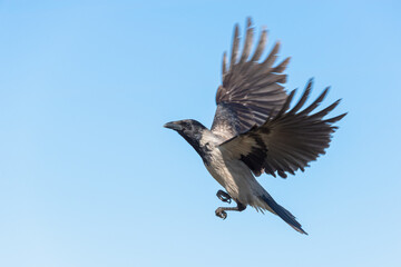 Crow in flight with outstretched wings.