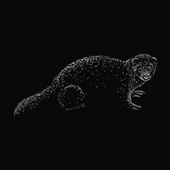 sable ferret hand drawing vector illustration isolated on black background