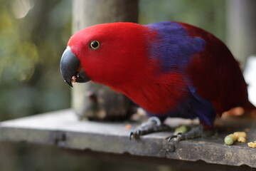 Papagaio Vermelho / Ecletus / Red Parrot