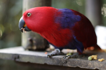 Papagaio Vermelho / Ecletus / Red Parrot