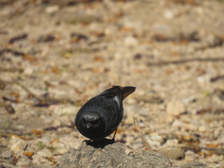 wild bird of the genus Phoenicurus, looking at me