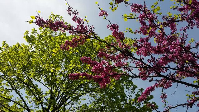 fruit trees blooming in spring video image