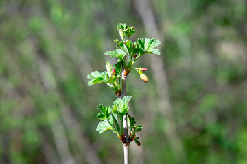 Currant branch in spring, green leaves.