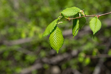 Blooming leaves on a green background.