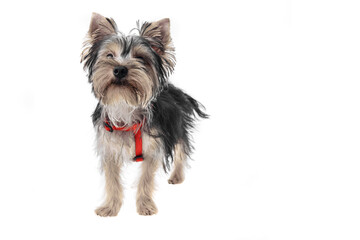 Beautiful and cute black and white yorkshire terrier dog over isolated background. Studio shoot of purebreed yorkie puppy.