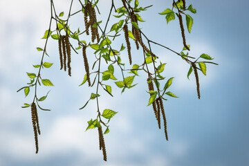 Birch branches with leaves and catkins. Tree branches against the background of the sky with clouds.