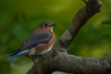 robin on a branch