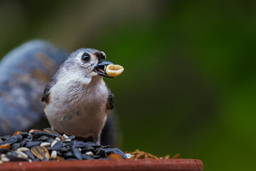 sparrow on a branch